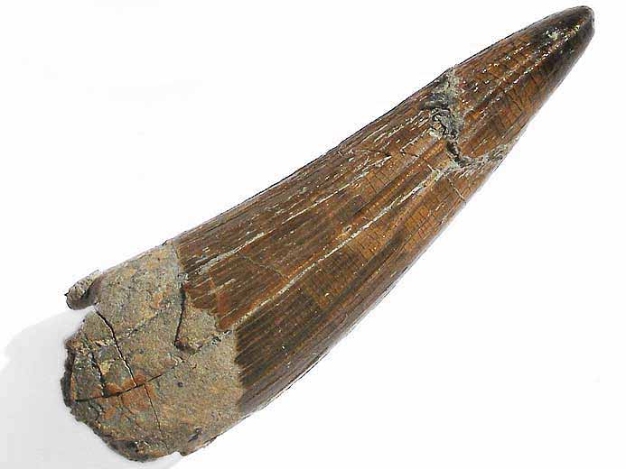Crocodilien fossile : dent jurassique du Boulonnais