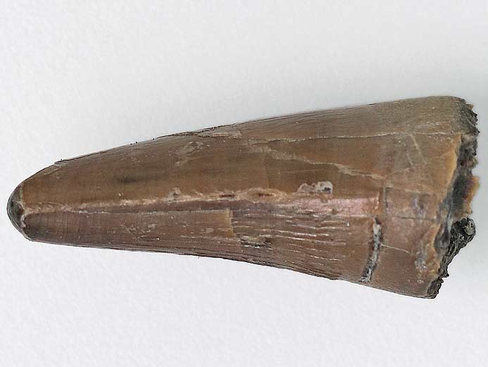 Crocodilien fossile: dent jurassique du Boulonnais