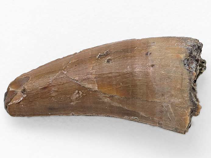 Crocodilien fossile: dent jurassique du Boulonnais