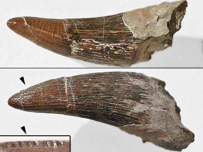 Crocodilien fossile : dent jurassique du Boulonnais