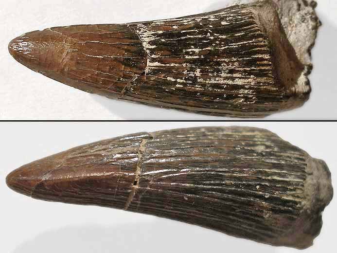 Crocodilien fossile : dent jurassique du Boulonnais