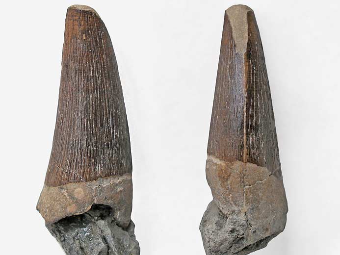 Crocodilien fossile : dent jurassique du Boulonnais