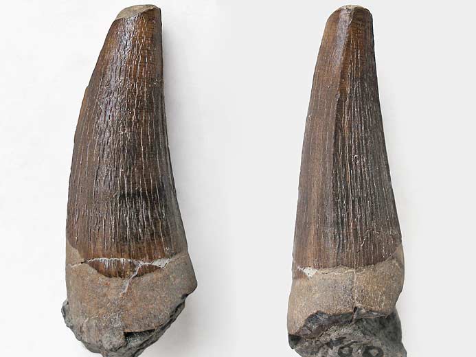 Crocodilien fossile : dent jurassique du Boulonnais