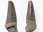 Crocodilien : dent fossile Jurassique Boulonnais