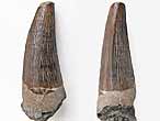 Crocodilien : dent fossile Jurassique Boulonnais