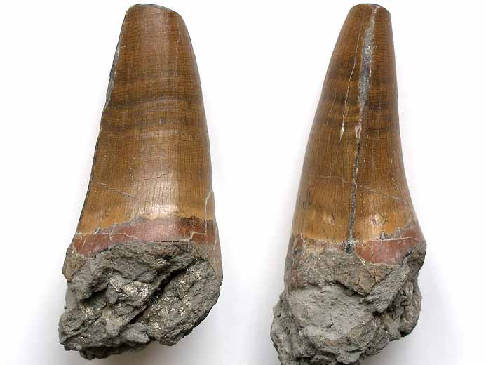 Dakosaurus: dent de crocodile fossile jurassique du Boulonnais