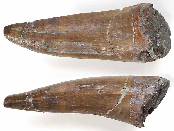 Dakosaurus : dent sigmoide fossile du jurassique Boulonnais