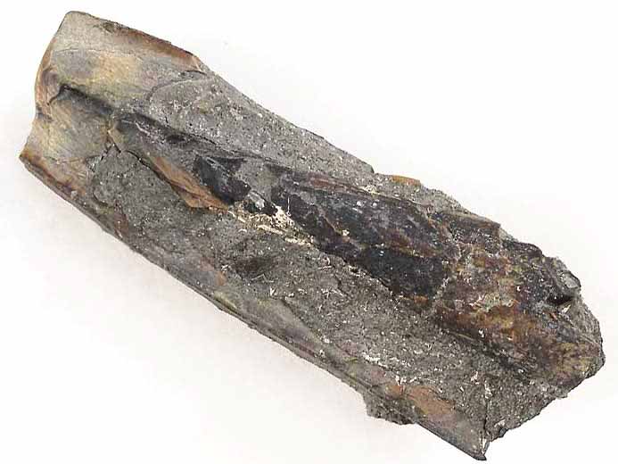 Dakosaurus: chambre pulpaire d'une dent fossile du jurassique Boulonnais