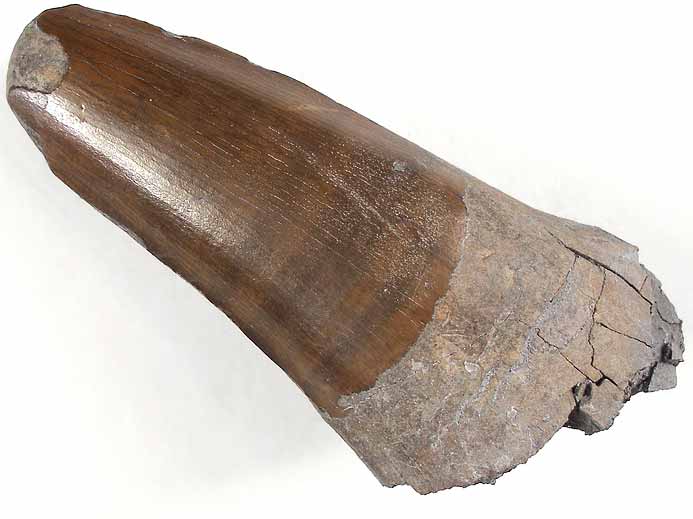 Dakosaurus : dent fossile du jurassique Boulonnais