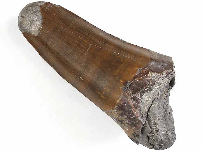 Dakosaurus : dent fossile du jurassique Boulonnais