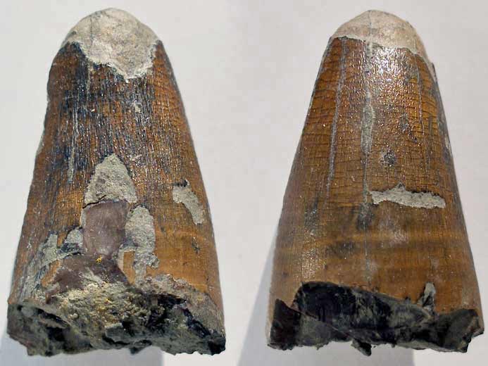 Dakosaurus : dent fossile du jurassique Boulonnais