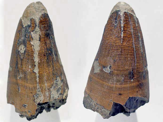 Dakosaurus : dent fossile du jurassique Boulonnais