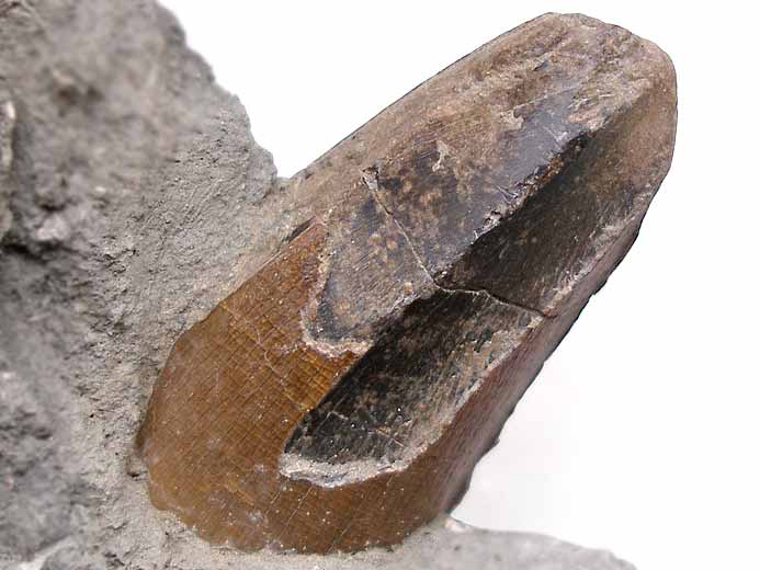 Dakosaurus : dent caractristique d'un rgime macrophage fossile du jurassique Boulonnais
