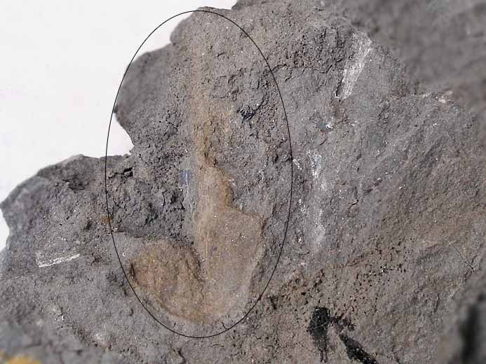 Dakosaurus : Sdiment encaissant une dent caractristique d'un rgime macrophage fossile du jurassique Boulonnais