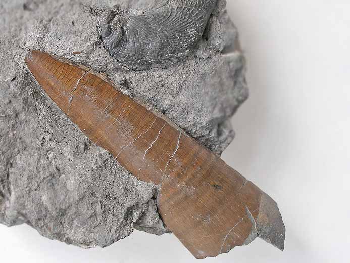 Dakosaurus: dent de crocodile fossile jurassique du Boulonnais