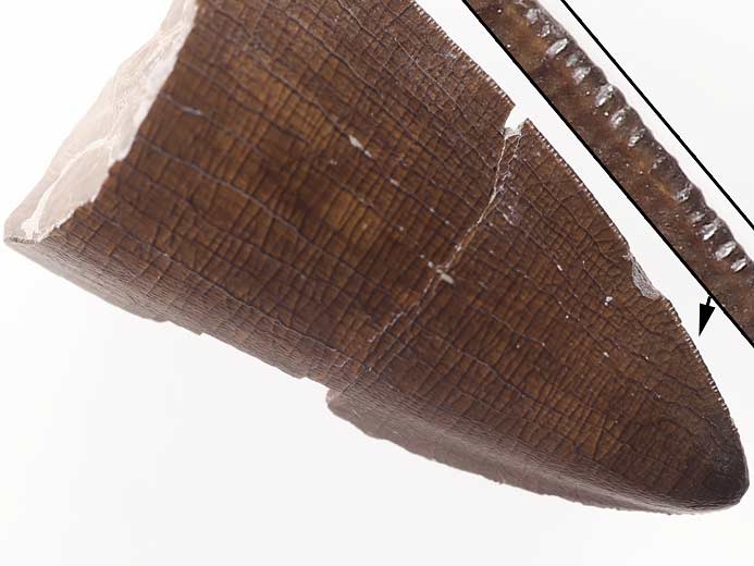 Dakosaurus : dent ziphodonte fossile du jurassique Boulonnais