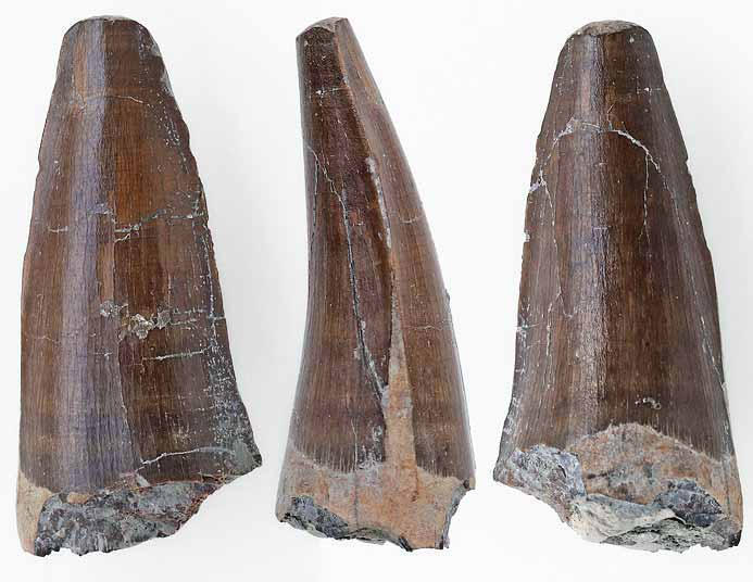 Dakosaurus : dent sigmoide fossile du jurassique Boulonnais