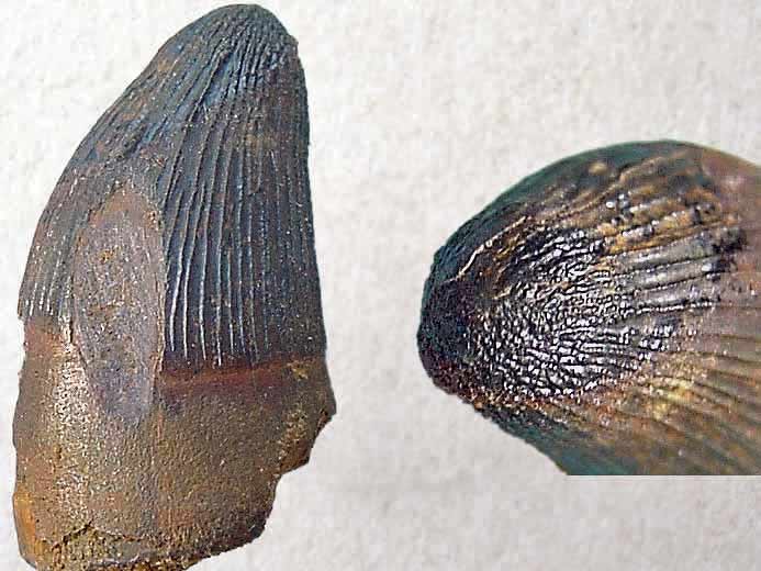 Goniopholis Dent de crocodile fossile jurassique Boulonnais COPYRIGHT J.P. DUDZIAK