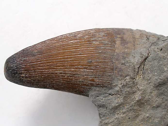 Goniopholis(?) : dent - fossile du jurassique du Boulonnais