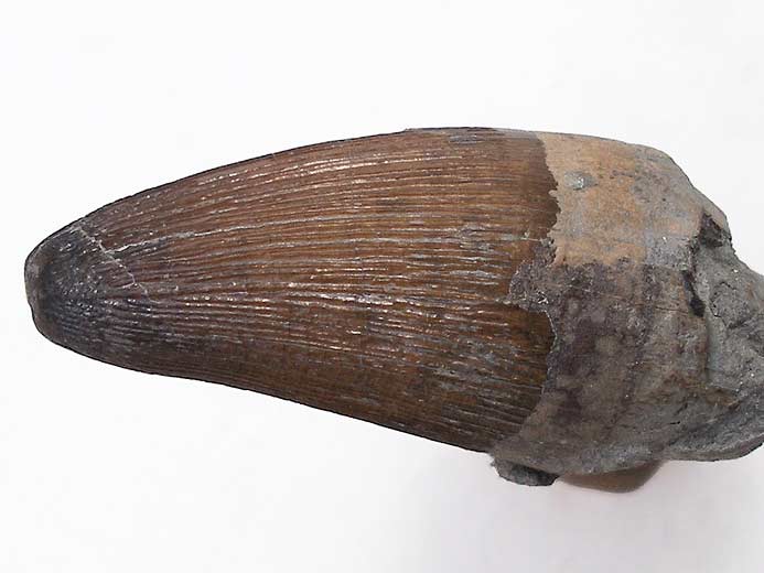 Goniopholis(?) : dent - fossile du jurassique du Boulonnais
