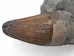 Goniopholis : dent