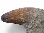 Goniopholis : dent