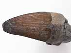 Goniopholis : dent
