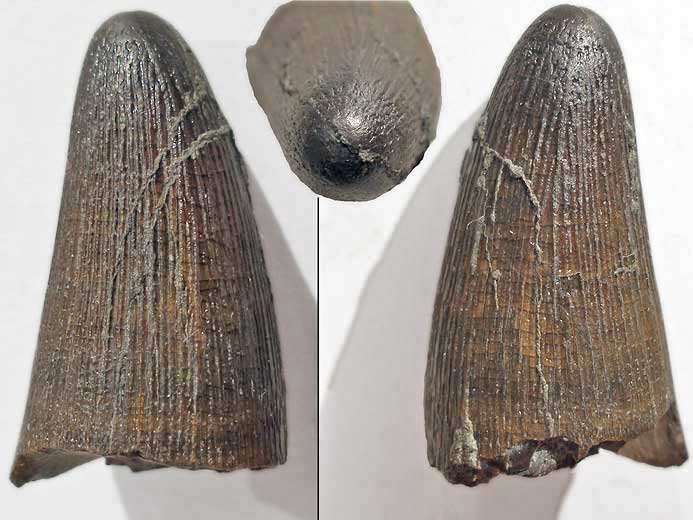 Machimosaurus hugii : dent - fossile du jurassique du Boulonnais