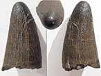 Machimosaurus hugii dents fossiles Crocodiles du Jurassique Boulonnais