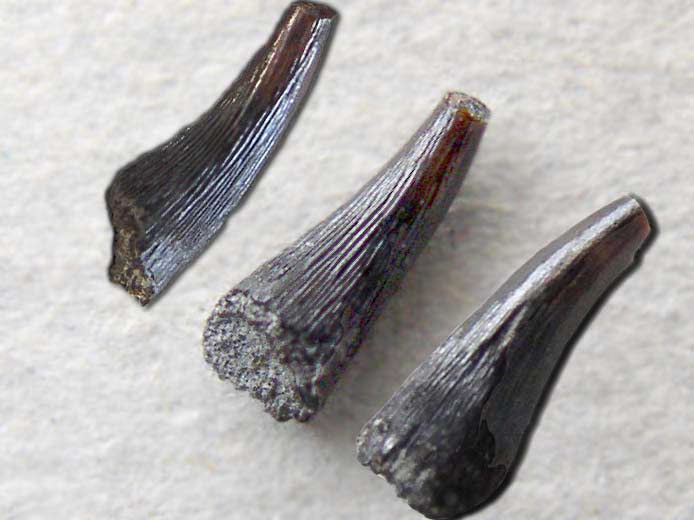 Steneosaurus : dent - fossile jurassique Boulonnais