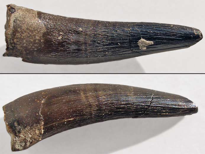 Steneosaurus : dent - fossile du jurassique du Boulonnais