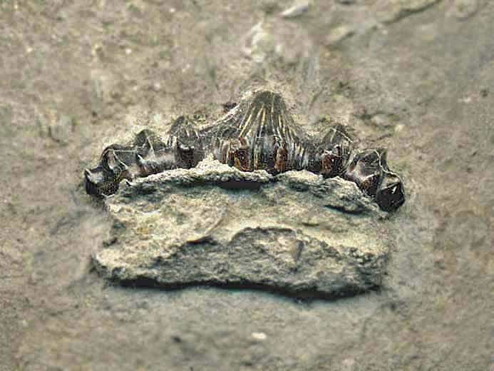 Dent requin Asteracanthus ornatissimus - fossile jurassique Boulonnais COPYRIGHT A.BOUVEUR