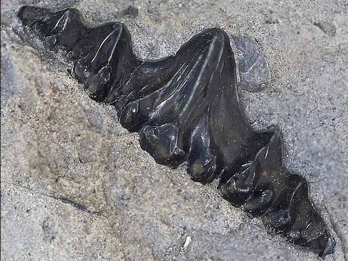 Dent requin Asteracanthus ornatissimus - fossile jurassique Boulonnais COPYRIGHT A.BOUVEUR