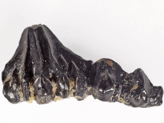 Dent requin Asteracanthus ornatissimus - fossile jurassique Boulonnais COPYRIGHT A.BOUVEUR