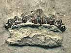 Dent fossile de Requin Asteracanthus du jurassique Boulonnais COPYRIGHT A.BOUVEUR