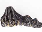 Dent fossile de Requin Asteracanthus du jurassique Boulonnais COPYRIGHT A.BOUVEUR