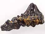 Dent fossile de Requin Asteracanthus du jurassique Boulonnais COPYRIGHT A.BOUVEUR