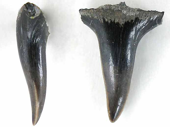 Dent requin Egertonodus fossile Jurassique Boulonnais