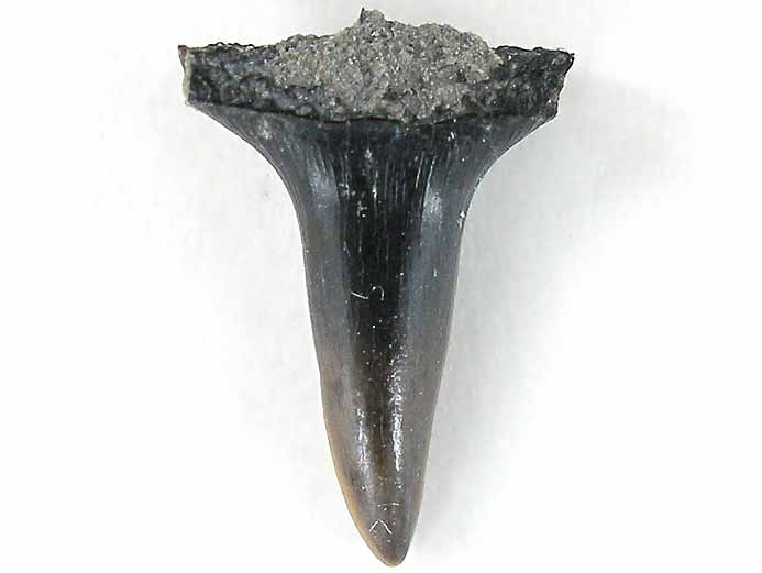 Dent requin Egertonodus fossile Jurassique Boulonnais