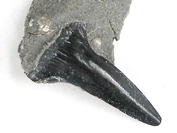 Dent requin Egertonodus fossile Jurassique Boulonnais