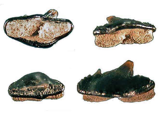 Paracestracion falcifer Dent requin fossilejurassique Boulonnais, COPYRIGHT Y.JOUQUAN