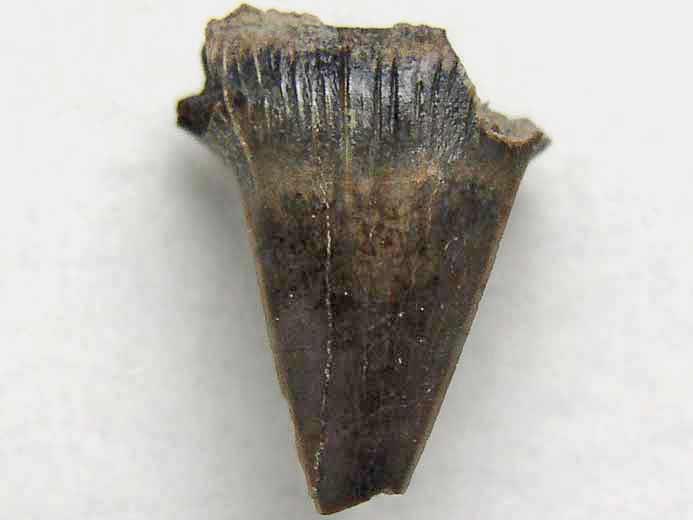 Dent requin Planohybodus grossiconus jurassique du Boulonnais