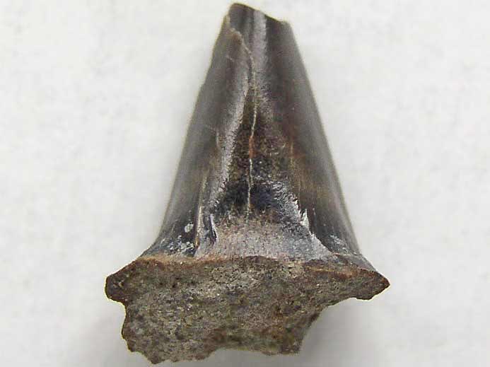Dent requin Planohybodus grossiconus jurassique du Boulonnais