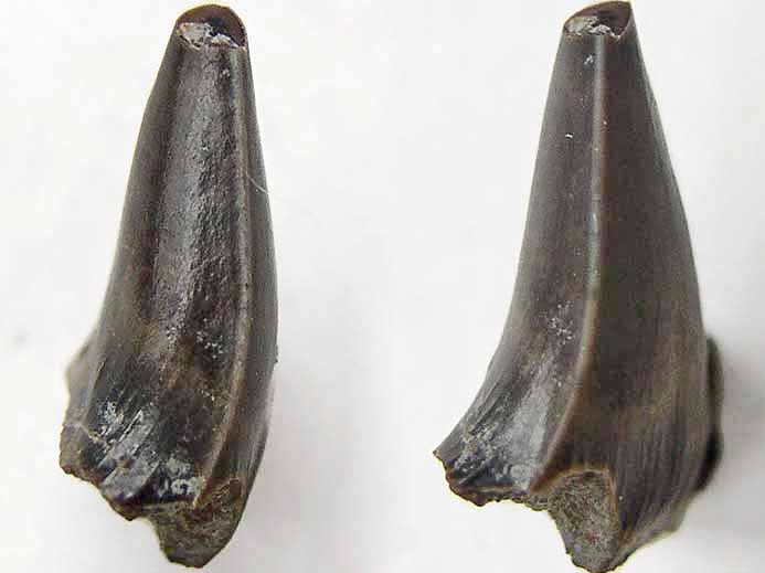 Dent requin Planohybodus grossiconus jurassique du Boulonnais