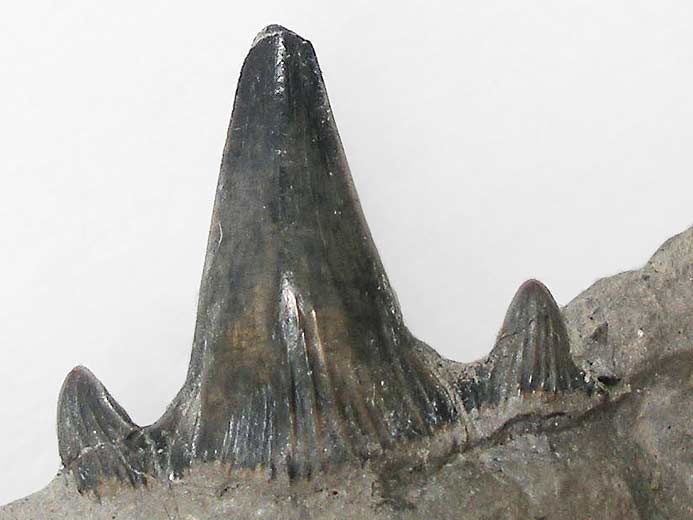 Photo Planohybodus grossiconus : dent - fossiles jurassique Boulonnais