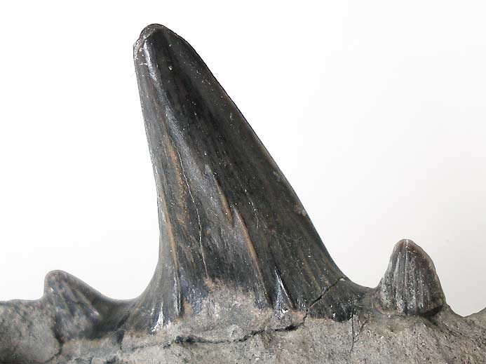 Photo Planohybodus grossiconus : dent - fossiles jurassique Boulonnais