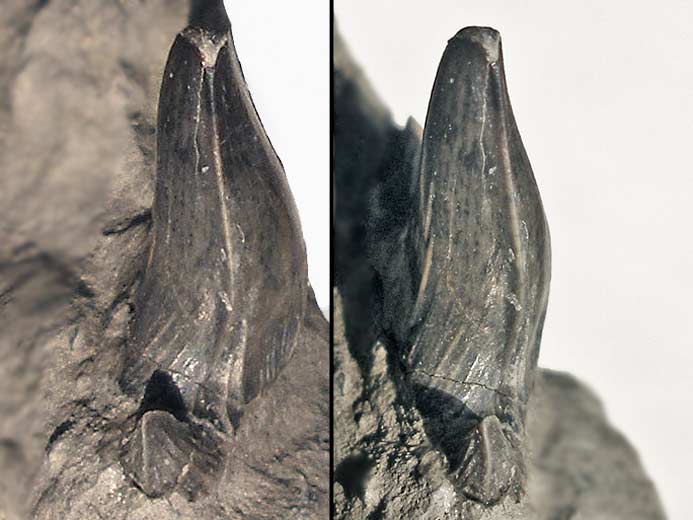 Photo Planohybodus grossiconus : dent - fossiles jurassique Boulonnais