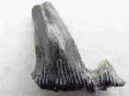 Dent fossile de Requin Planohybodus grossiconus du jurassique Boulonnais