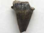 Dent fossile de Requin Planohybodus grossiconus du jurassique Boulonnais