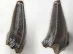 Dent fossile de Requin Planohybodus grossiconus du jurassique Boulonnais